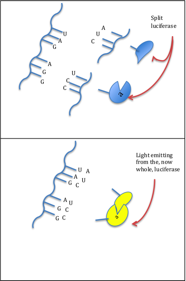 Catalyst Diagram