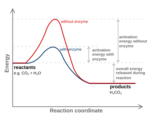 Catalyst Reaction Graph