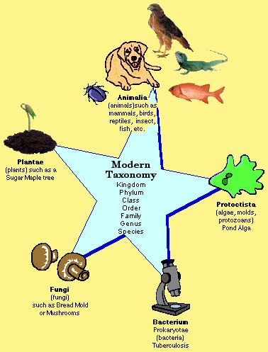 Categories Of Classification In Order