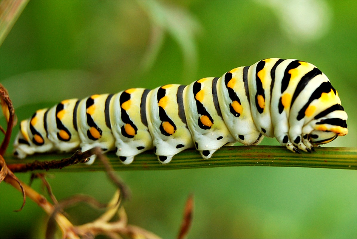 Caterpillar