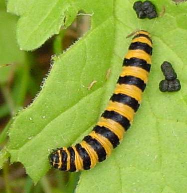 Caterpillar