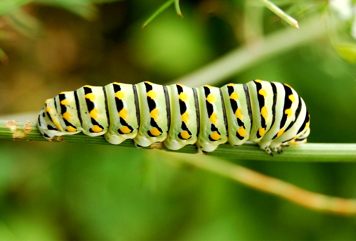 Caterpillar