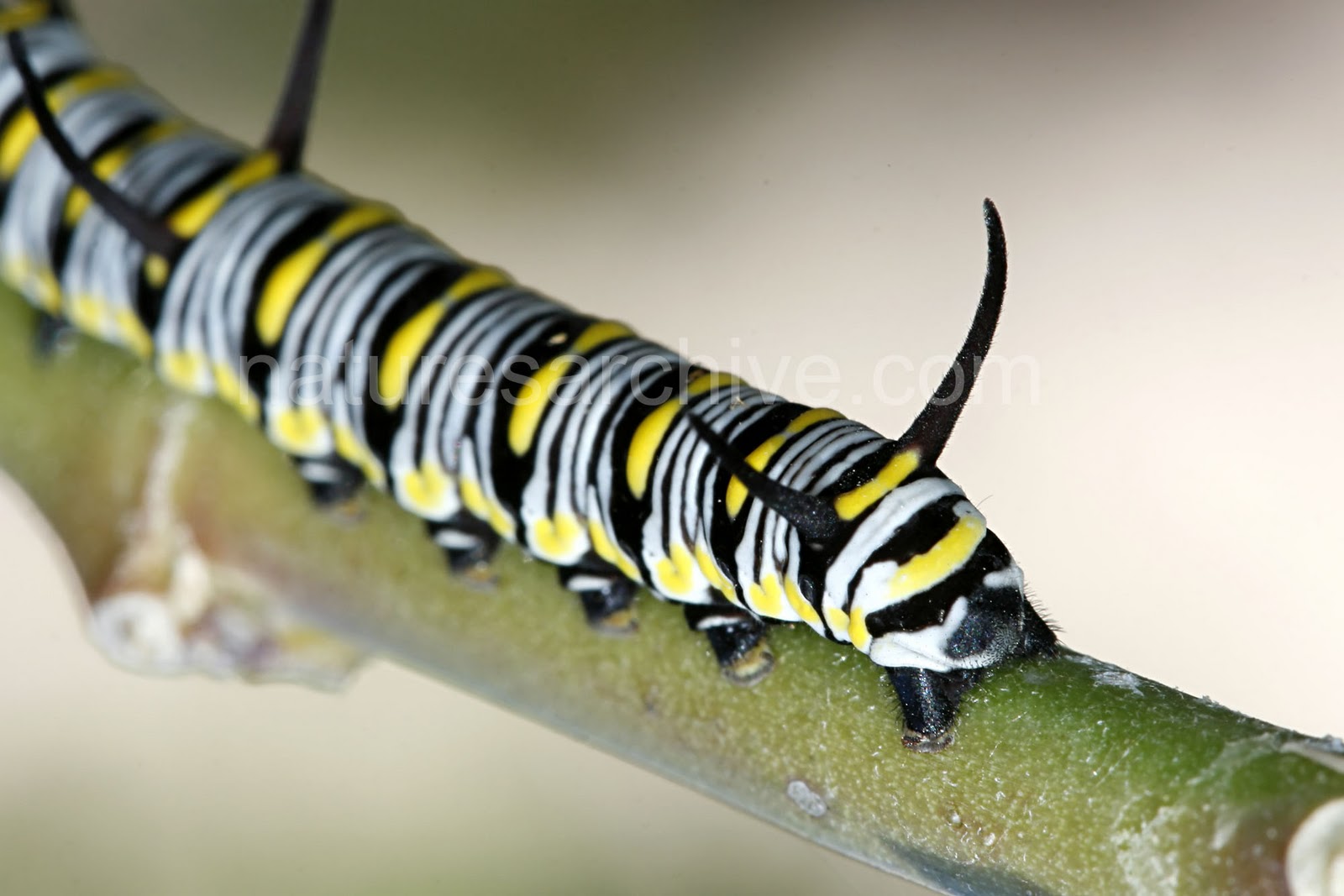 Caterpillar