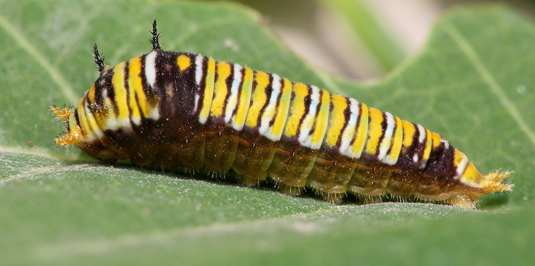 Caterpillar