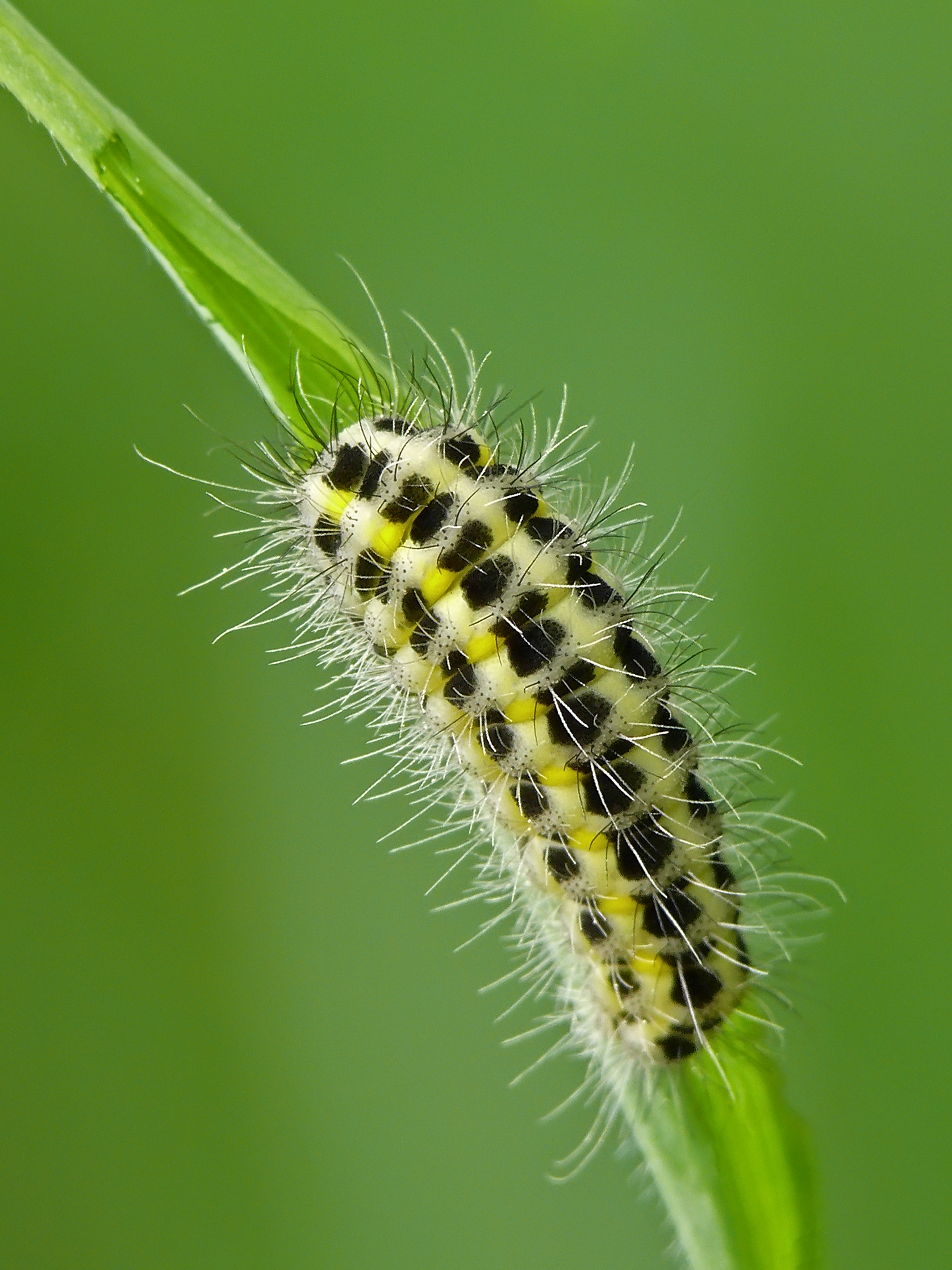 Caterpillar