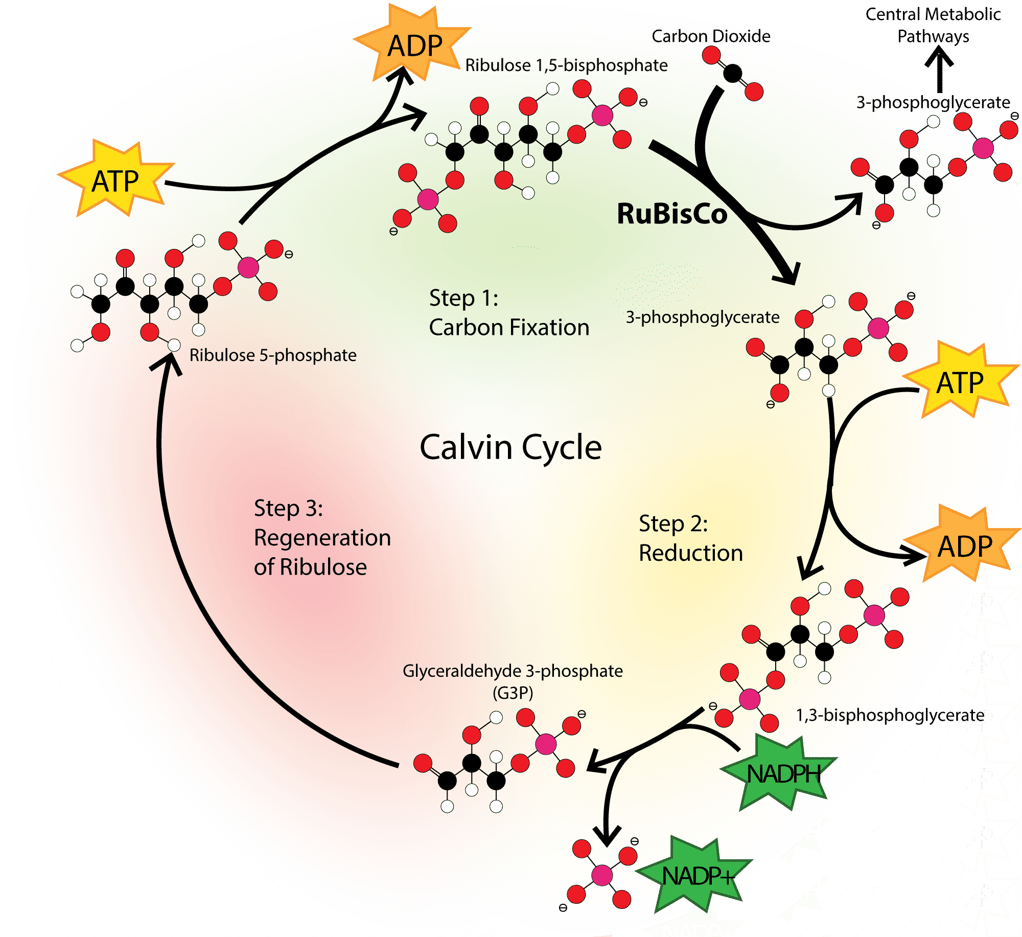 Cellular Respiration And Photosynthesis Cycle