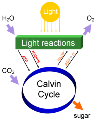 Cellular Respiration And Photosynthesis Cycle