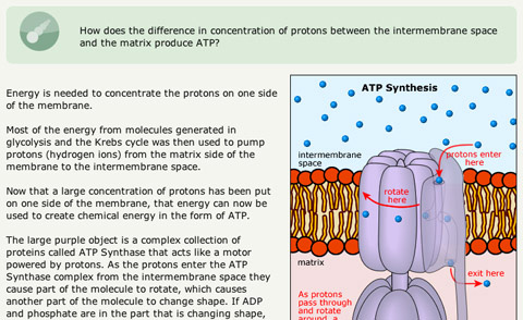 Cellular Respiration Products And Reactants