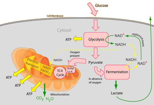 Cellular Respiration Products And Reactants