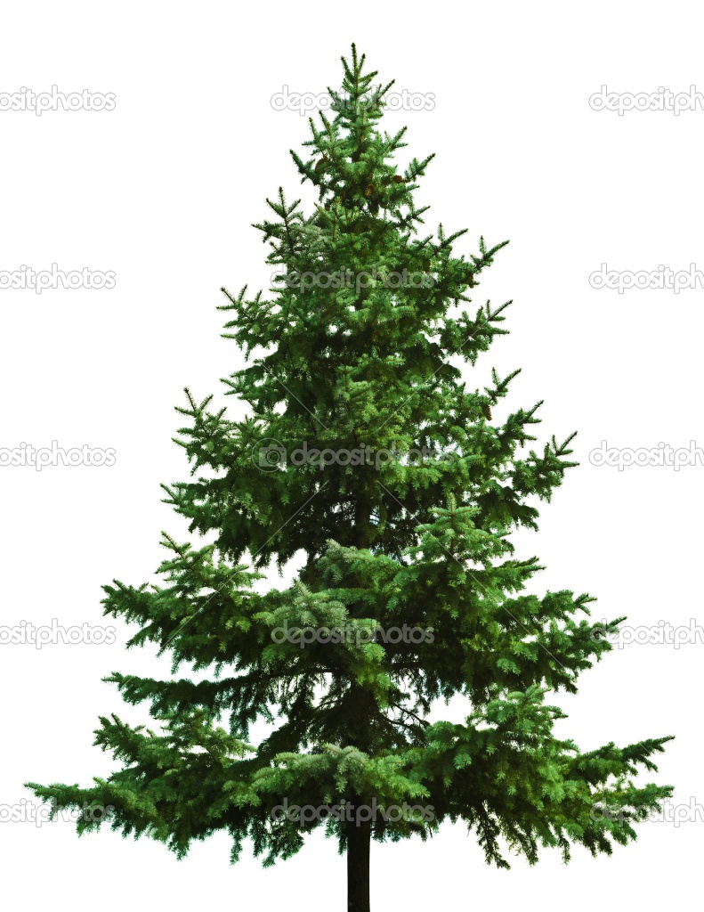 Christmas Tree Pictures