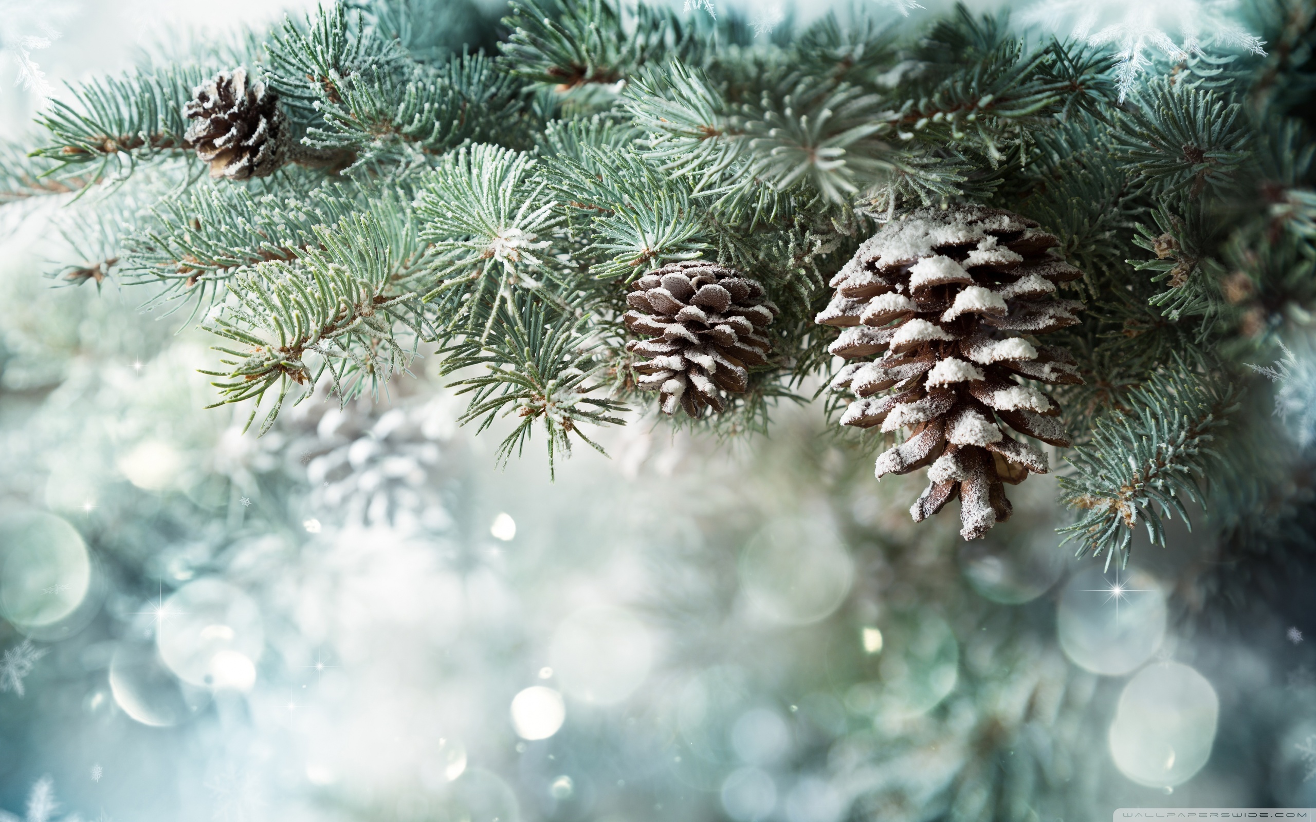 Christmas Tree Wallpaper Widescreen