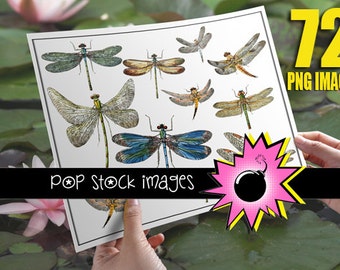 Colorful Dragonfly Clipart