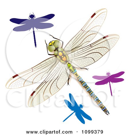 Colorful Dragonfly Clipart