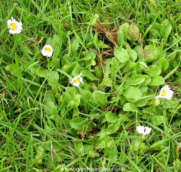 Common Lawn Weeds