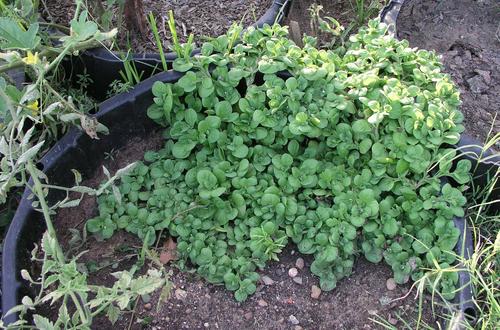 Common Lawn Weeds