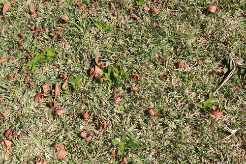 Common Lawn Weeds Brisbane