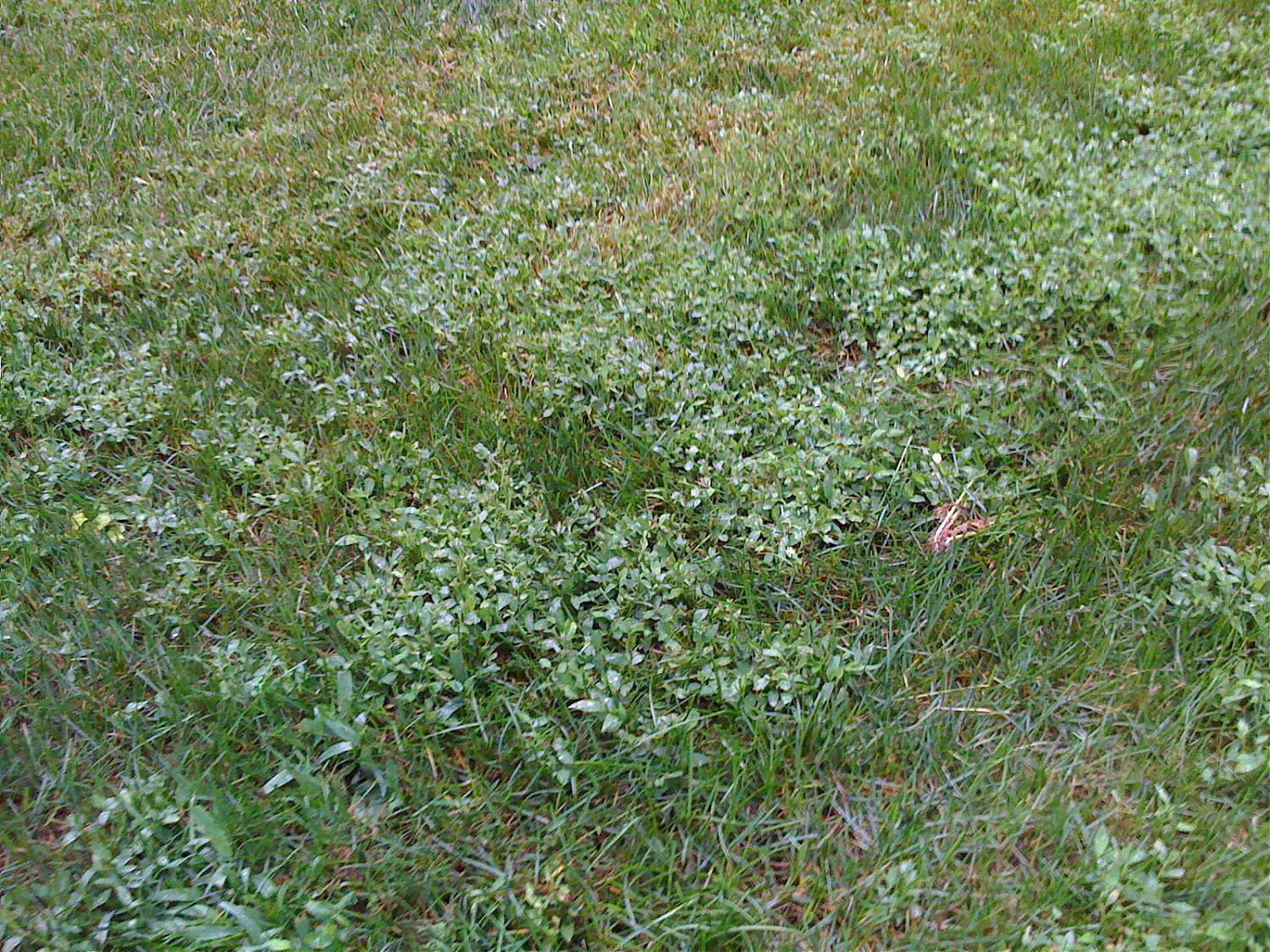 Common Lawn Weeds Brisbane