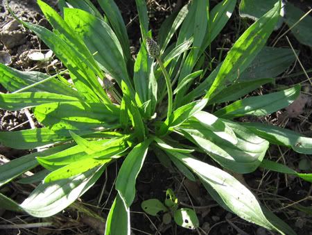 Common Lawn Weeds California