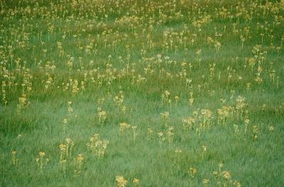 Common Lawn Weeds In Texas