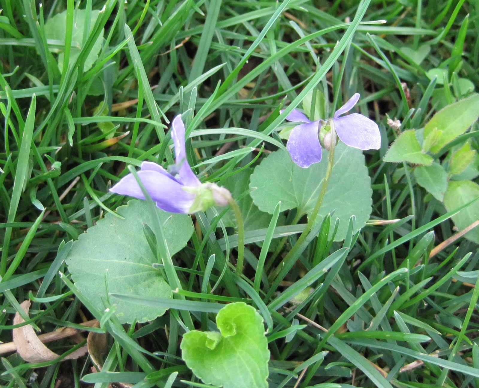 Common Lawn Weeds In Texas