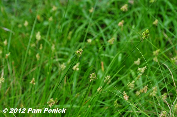 Common Lawn Weeds In Texas