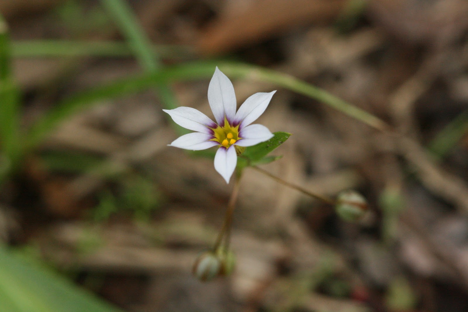 Common Lawn Weeds In Texas