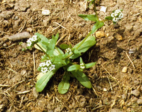 Common Lawn Weeds Nz