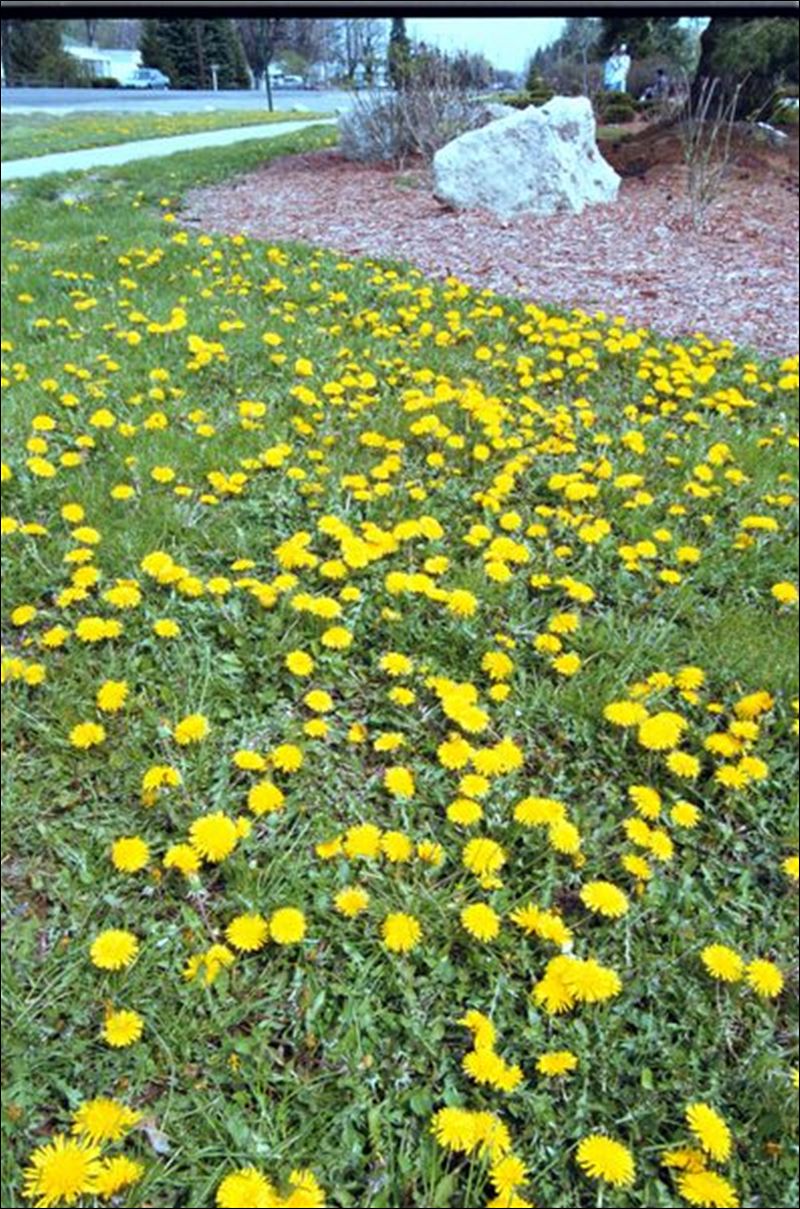 Common Lawn Weeds Pictures