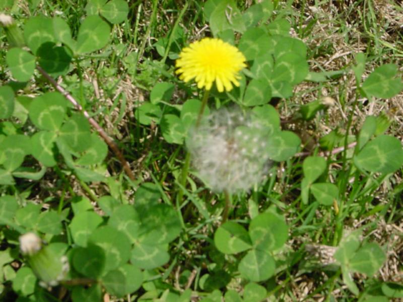 Common Lawn Weeds Pictures