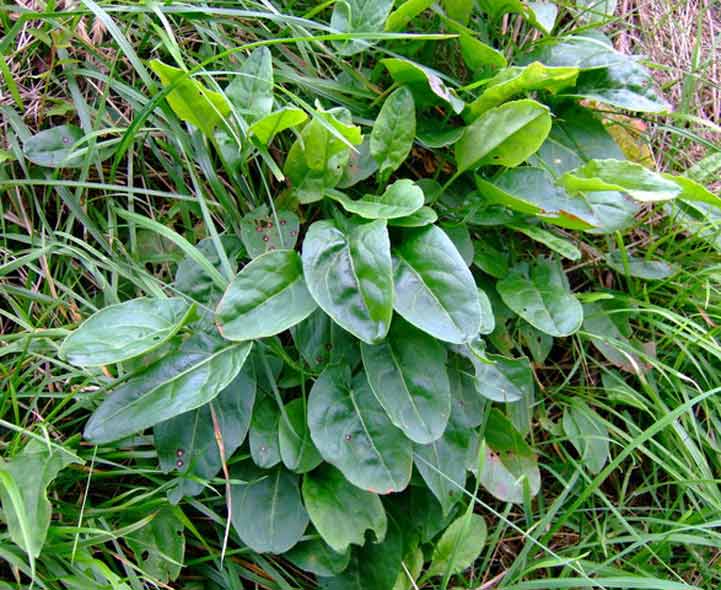 Common Lawn Weeds Uk