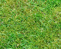 Common Lawn Weeds Uk