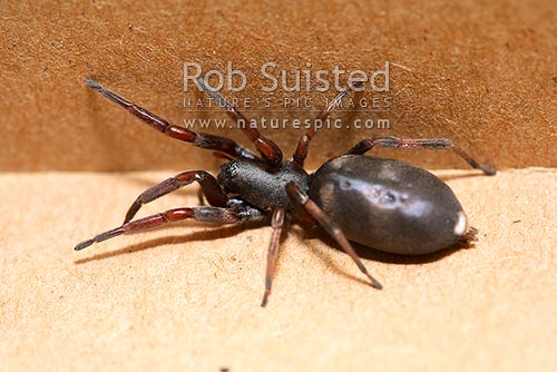 Common Nz Spiders