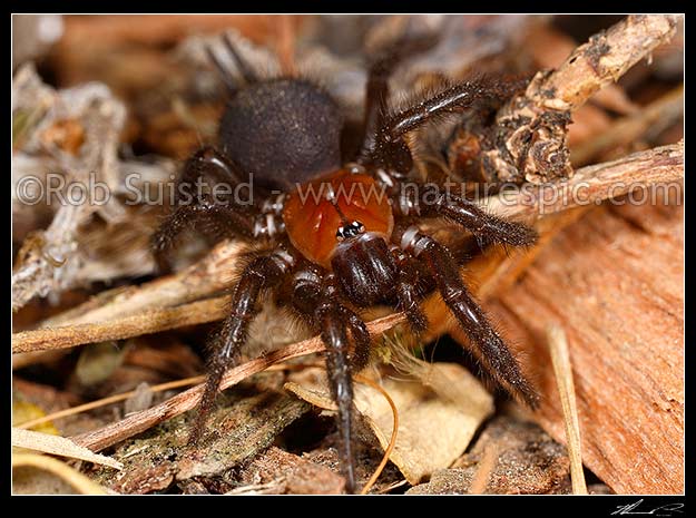 Common Nz Spiders