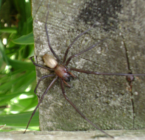 Common Nz Spiders