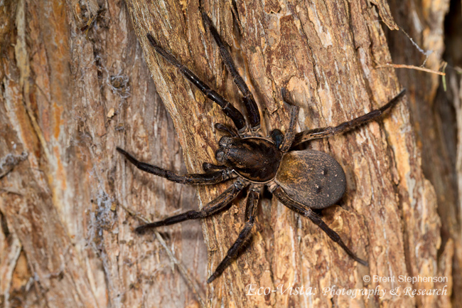 Common Nz Spiders