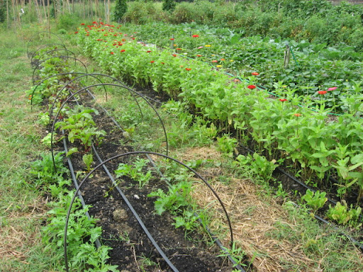 Community Garden Plots Dc