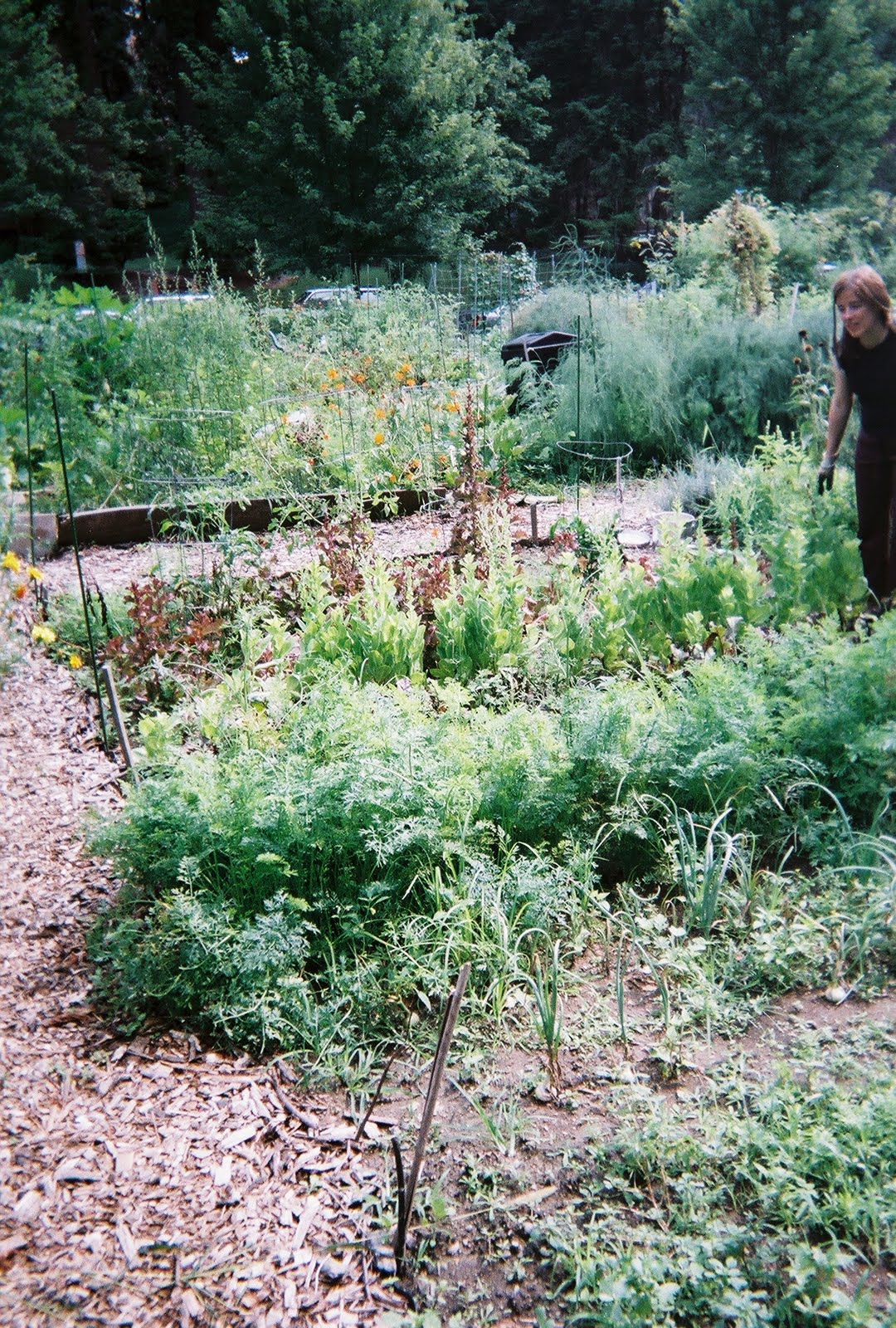 Community Garden Plots Dc