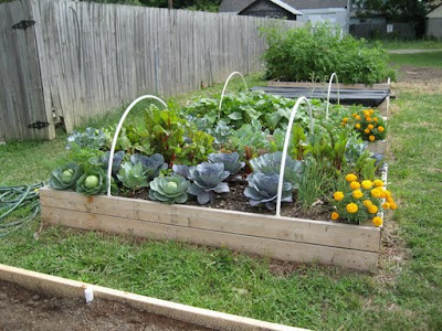 Community Garden Plots Dc