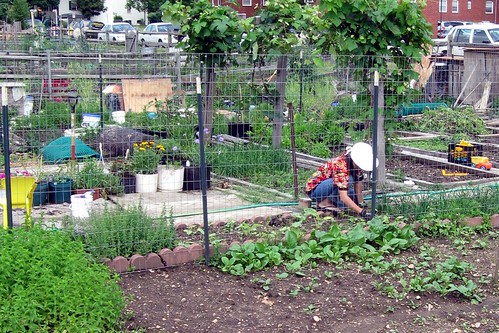 Community Garden Plots Dc