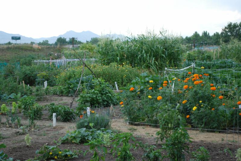 Community Garden Plots Denver