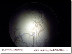 Compact Bone Histology Slides