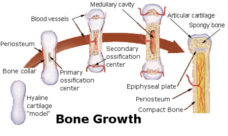 Compact Bone Tissue Definition