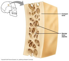 Compact Bone Tissue Definition