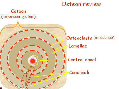 Compact Bone Tissue Definition