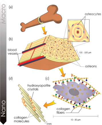 Compact Bone Tissue Definition