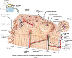 Compact Bone Tissue Definition