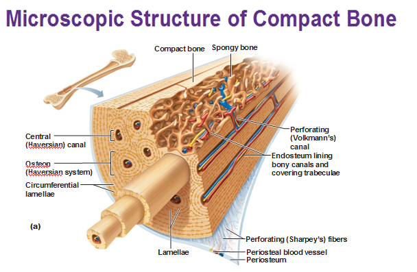 Compact Bone Tissue Function