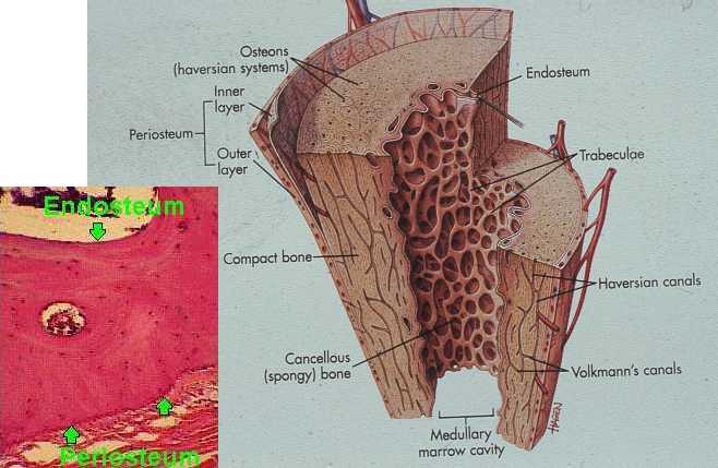 Compact Bone Tissue Function And Location