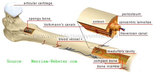 Compact Bone Tissue Function And Location