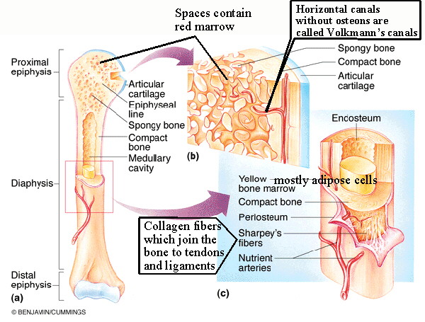 Compact Bone Tissue Function And Location